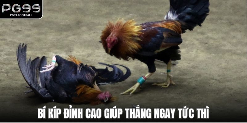 Bí kíp đỉnh cao giúp thắng ngay tức thì