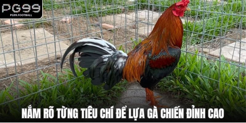 Nắm rõ từng tiêu chí để lựa gà chiến đỉnh cao