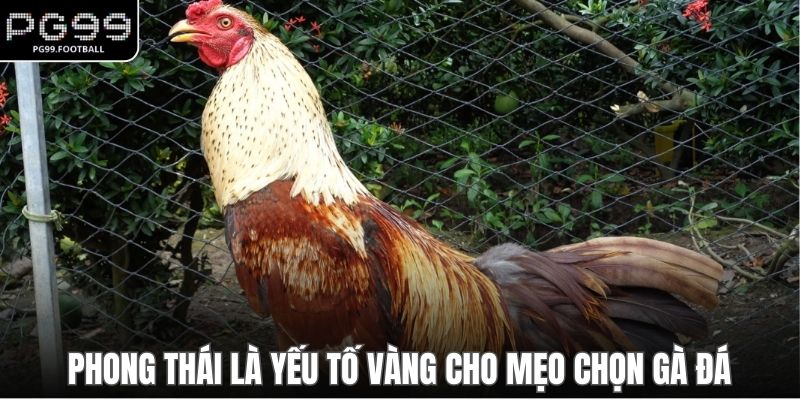Phong thái là yếu tố vàng cho mẹo chọn gà đá